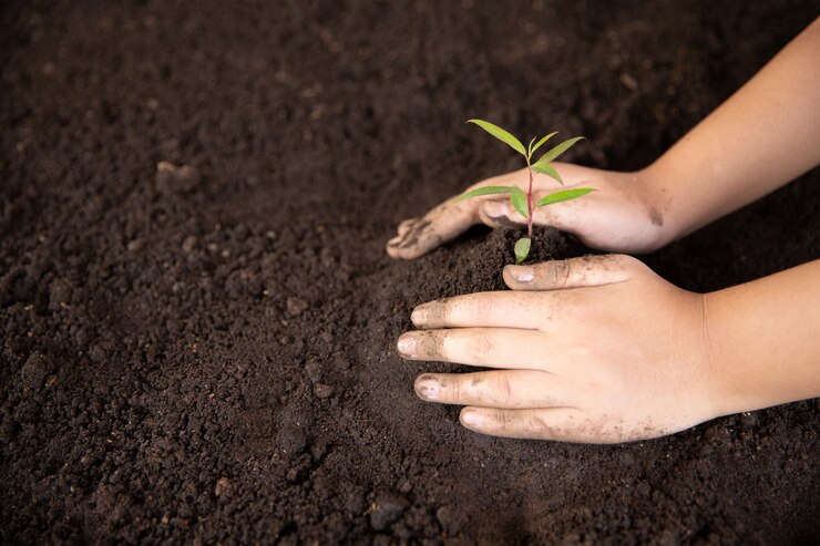 child-hands-holding-caring-young-green-plant_1150-12740